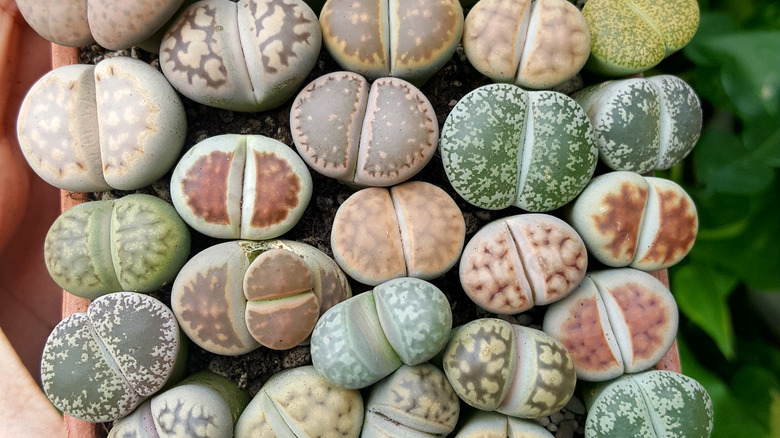 multiple potted pebble plants