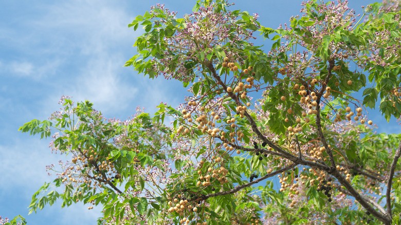 Chinaberry tree