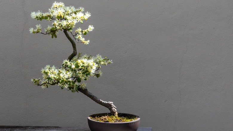 Bonsai Chinese fringe