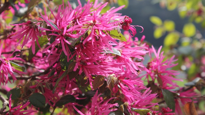 Chinese fringe flower