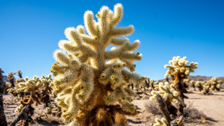 cylindropuntia cactus in national park