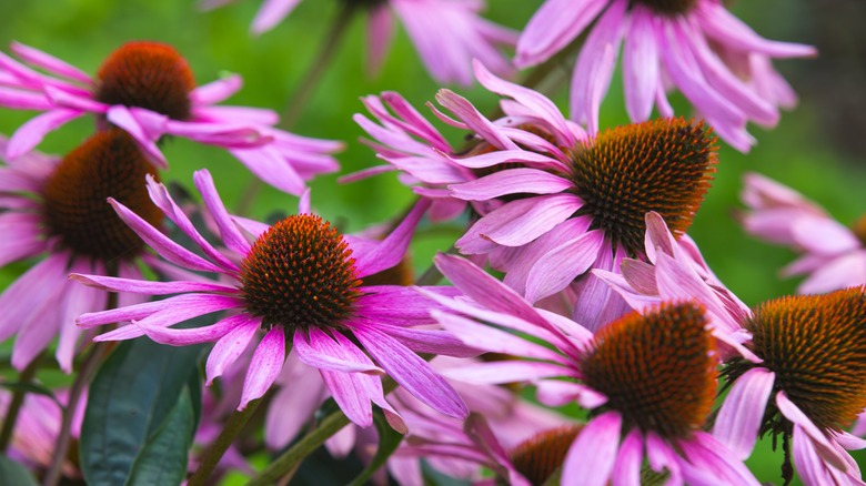 coneflowers outside