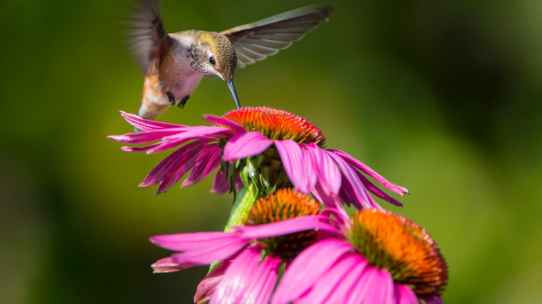 How To Grow And Care For Coneflowers