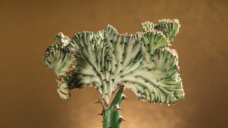 Euphorbia lactea