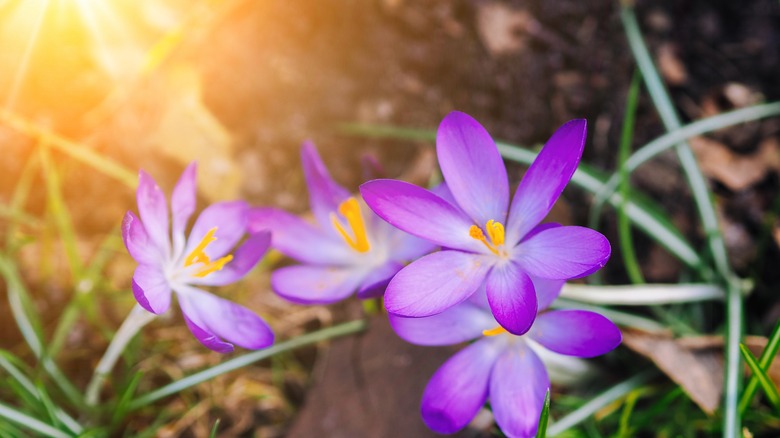 Purple crocus