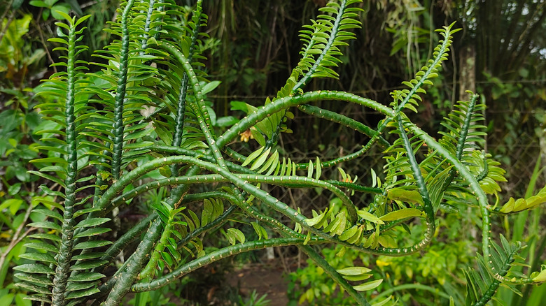 Devil's ribcage plant outdoors
