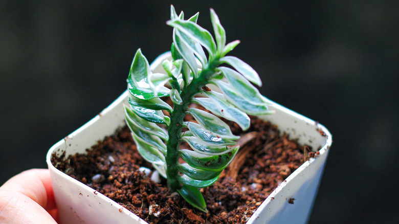 Devil's ribcage plant in pot