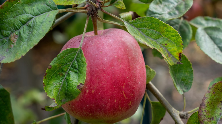 close up of a dwarf cosmic crisp apple