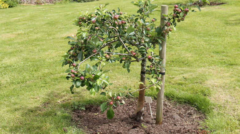 Dwarf apple tree in a yard supported with a post