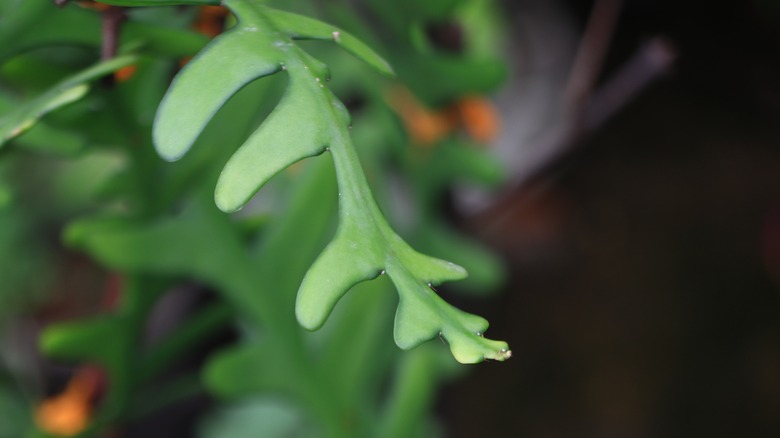 Fishbone cactus stem