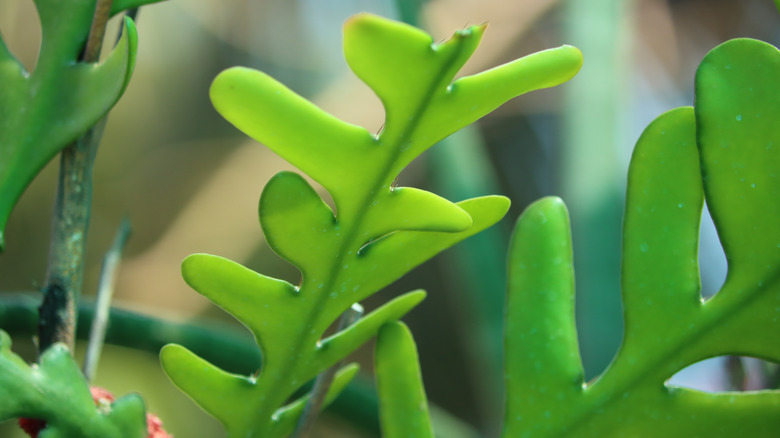 Fishbone cactus stems