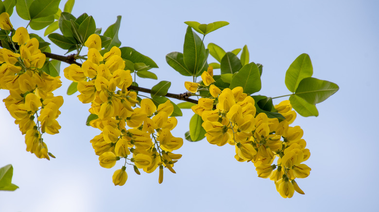 Close-up golden rain flowers