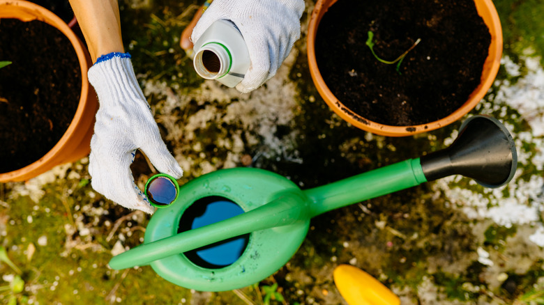 Gardener potting with soil 