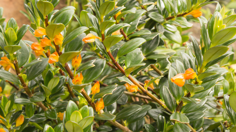 leaves and flowers of Nematanthus gregarius