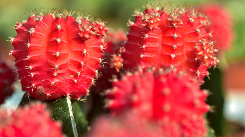 Red tops of Gymnocalycium mihanovichii