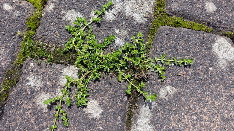 Herniaria growing between stones