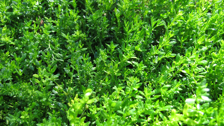green patch of Herniaria glabra
