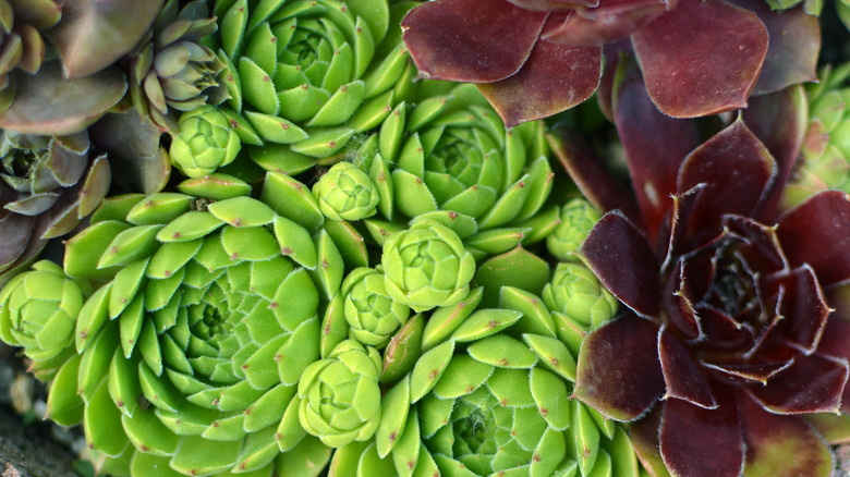 Hens and chicks plants