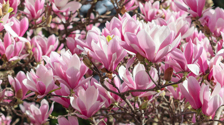 Jane Magnolia leaf petals