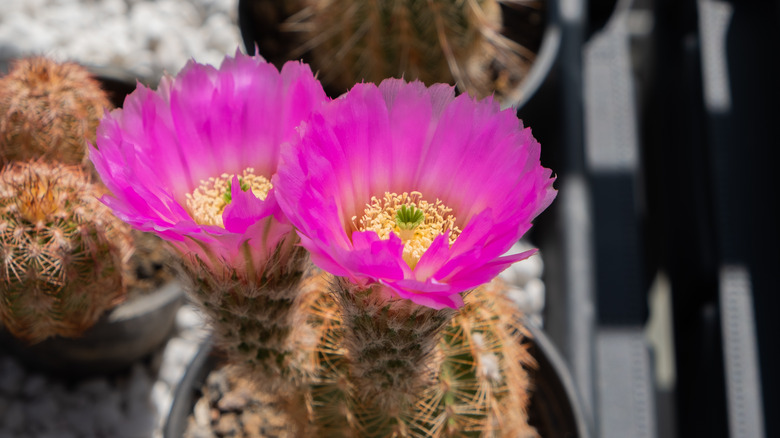 Pink flowering cactus