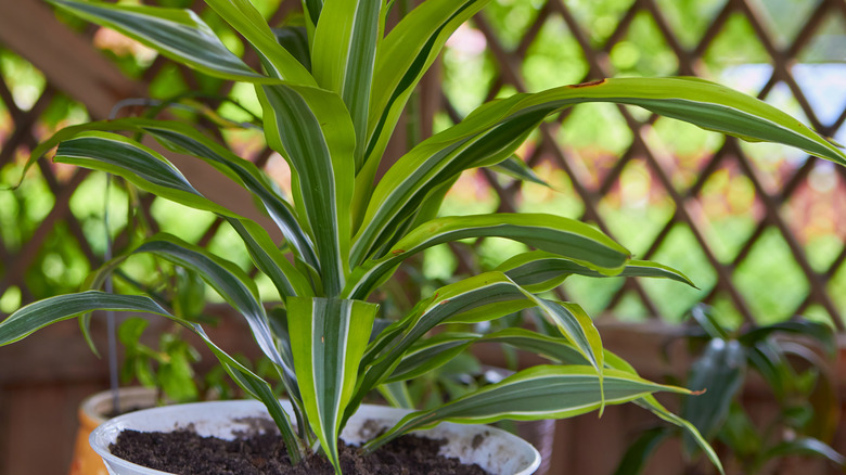 Mass Cane Plant in Container