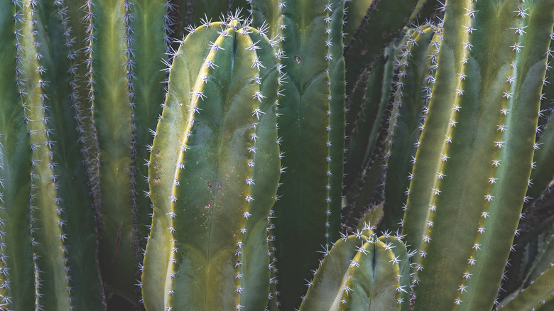 several Mexican fence post cacti