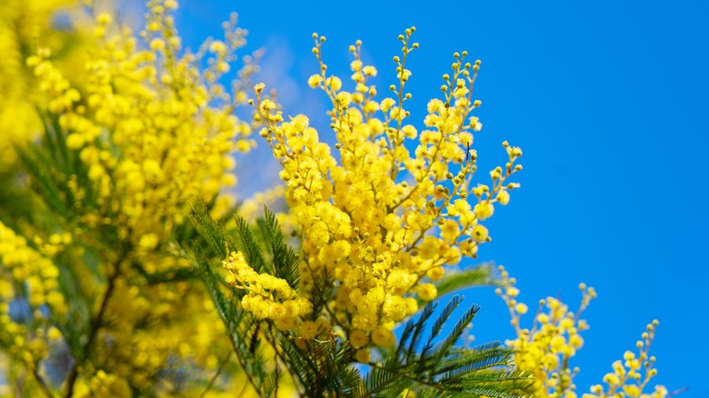 Mimosa flowers