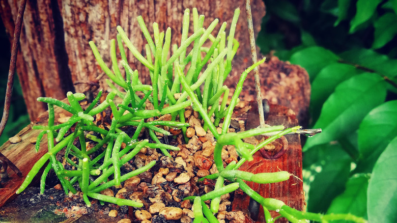 Mistletoe cactus