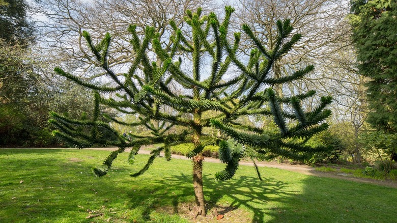 monkey puzzle tree in garden