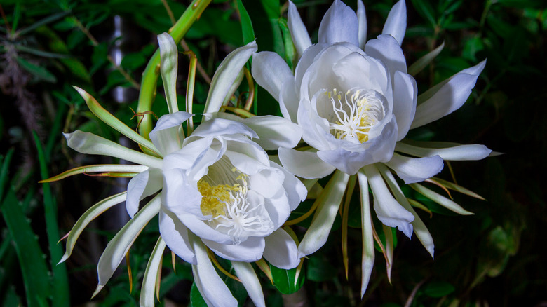 two blooms from a cactus