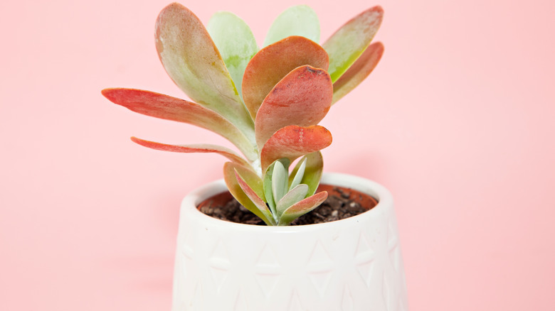 Paddle plant pink background