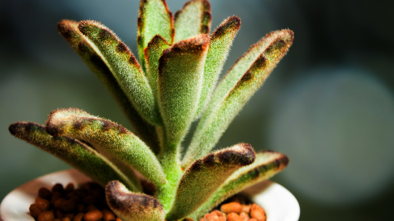 Panda plant leaves closeup 