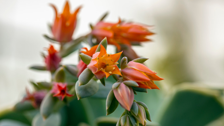 Peacock cactus with orange flowers