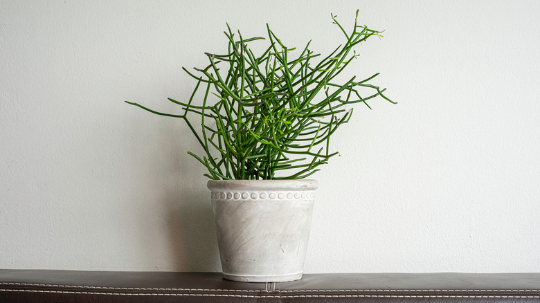 Euphorbia tirucalli in a pot