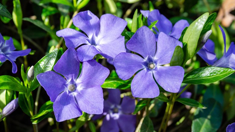 periwinkle flowers