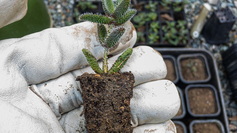 Delosperma echinatum roots