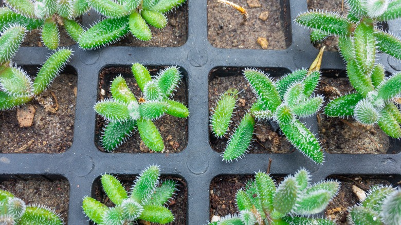 Delosperma echinatum growing soil boxes