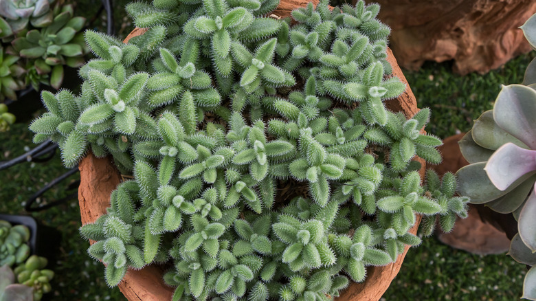 Potted Delosperma congestum