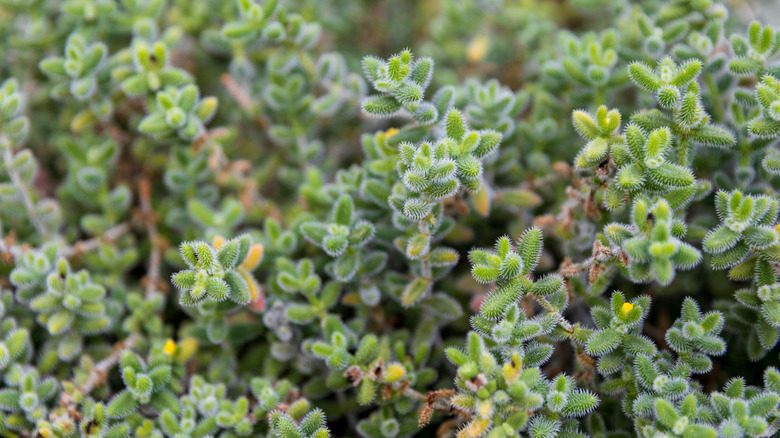 Delosperma echinatum ground cover