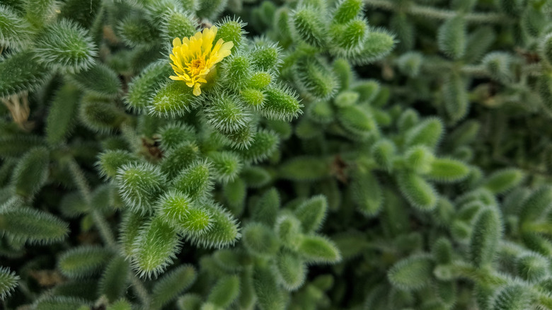 Delosperma echinatum with yellow flower