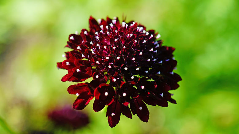 A single pincushion flower