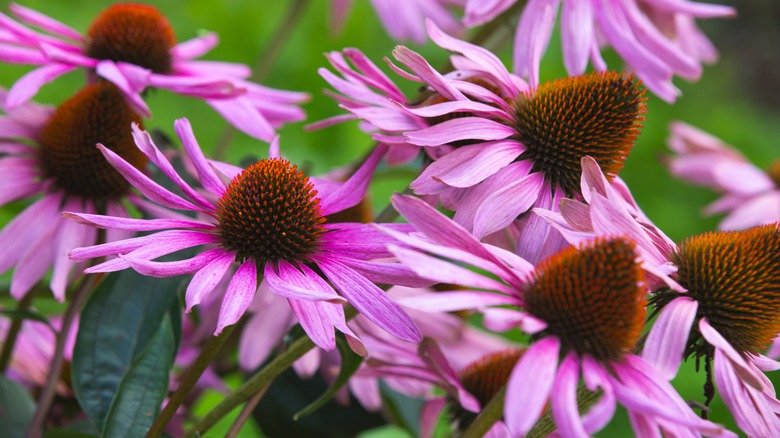 Purple coneflowers