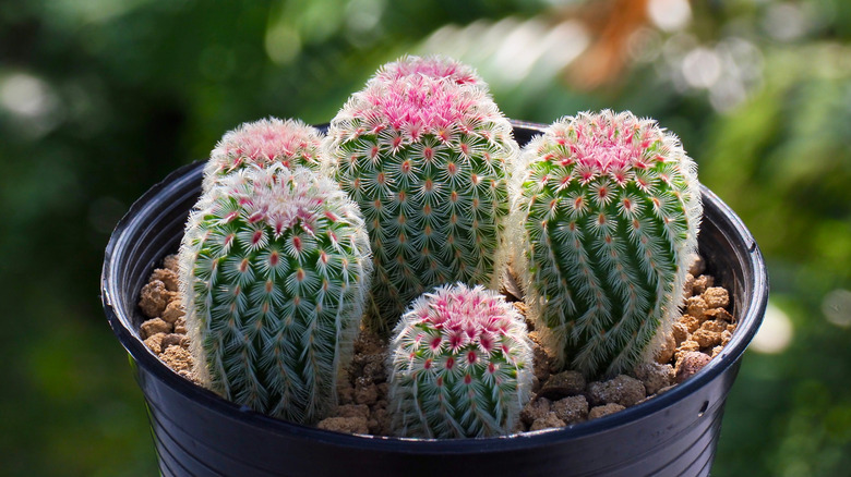 rainbow hedgehog cactus in pot