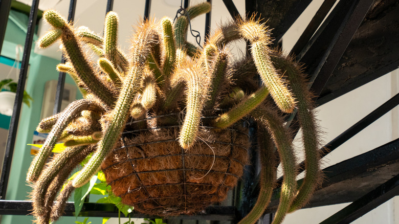 4 Golden Rat Tail Cactus Live Cactus 