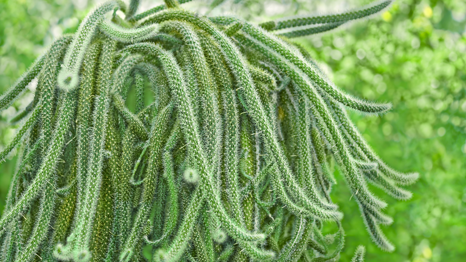 How To Care For A Rat Tail Cactus
