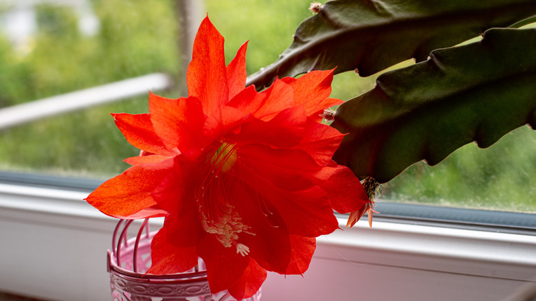 Flowering red orchid cactus 