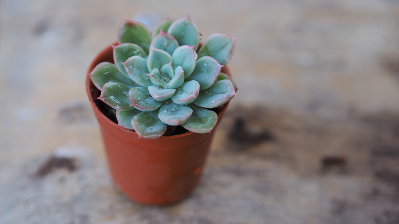 single rose succulent in pot