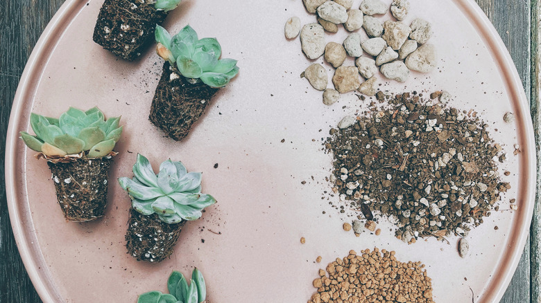 rose succulents with roots