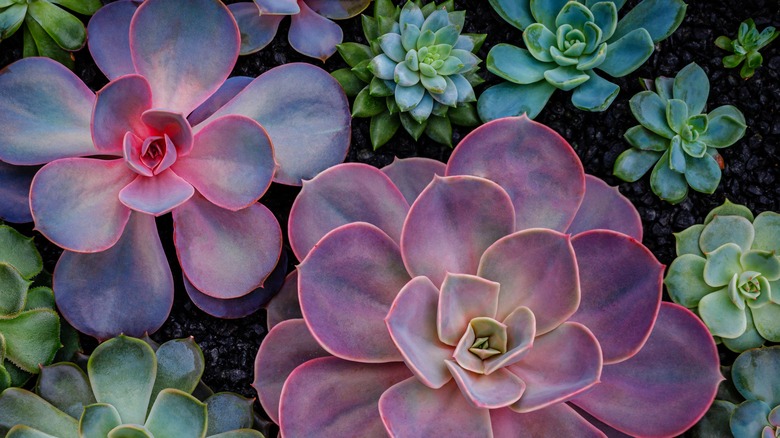 various succulents in a pot