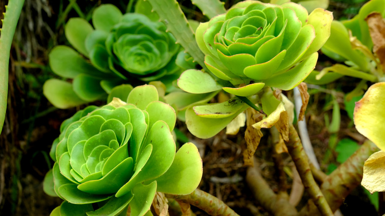 Rose succulents with stems